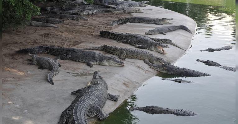 Культура обитания крокодилов