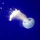 Белая кружевная медуза