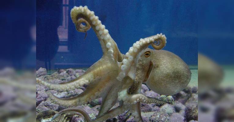 Один из видов морских обитателей Аквариума