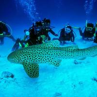 Дайвинг-центр Scandinavian Divers Khao Lak