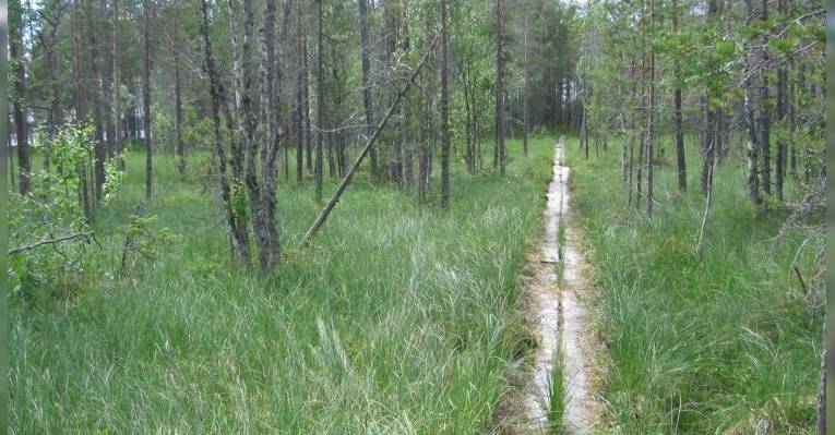 Park Tiilikkayarvi