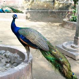 Зоопарк Alipore Zoo