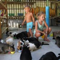 Приют для животных Lanta Animal Welfare