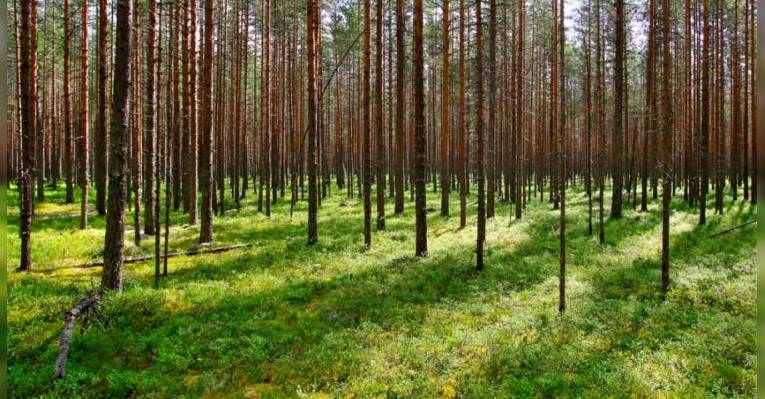 Парк Патвинсуо