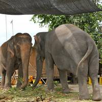 Слоновий питомник Hutsadin Elephant