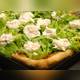 пиццерия A Tutta Pizza