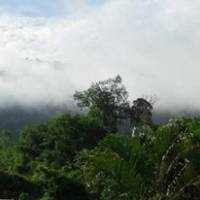 Ресторан Jungle View