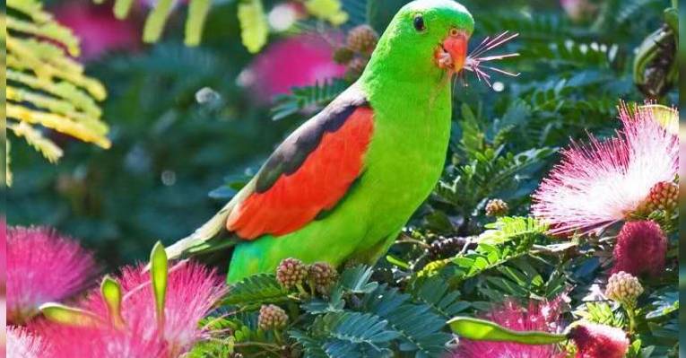 Птичий заповедник Jardín del Papagayo