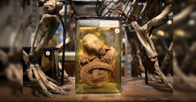 Grant Museum of Zoology