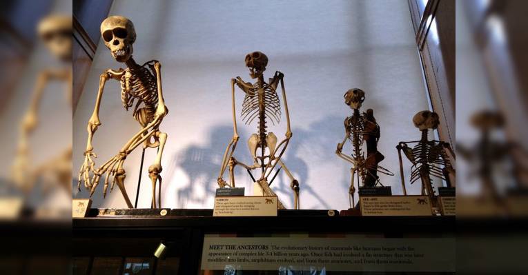 Grant Museum of Zoology