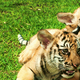 Парк Zoobic Safari