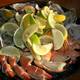 Снимок Monty's Raw Bar, Майами-Бич