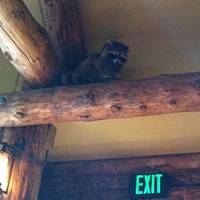 Wild Canyon Cafe