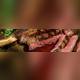 Изображение Black & Blue Steakhouse - Wigmore Street, Лондон