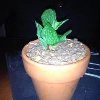 Malagueta Afrodisiaca