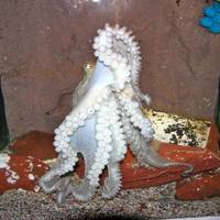 Merimbula Aquarium and Wharf Restaurant