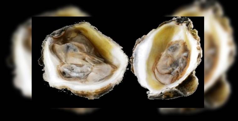 Снимок Pearlz Oyster Bar, Колумбия