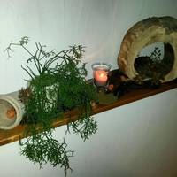 Rebstock Simonswald