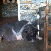 La Ferme Auberge d'Alzitone