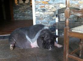 La Ferme Auberge d'Alzitone