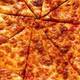 Изображение Zesto Pizza, Майами-Бич