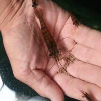 Huka Prawn Park