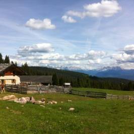 Moltner Kaser