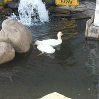 Sloppy Duck Saloon