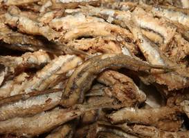 Panittica Pugliese