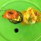 Снимок Restaurant P?stli - Grillst?bli, Bassersdorf