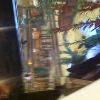 Ristorante Al Gambero
