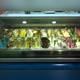 Снимок Gelateria C'era Una Volta, Гаттео-а-Маре