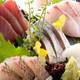 Снимок Sushi & Tapas Odoru Sakana, Фунабаси