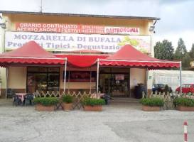 Casearia