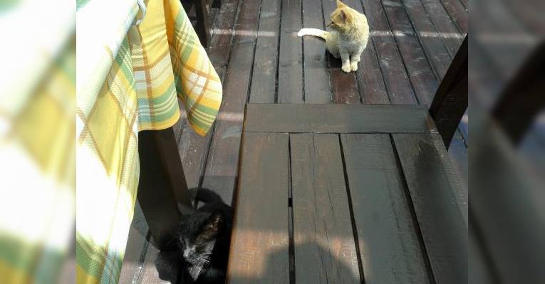 Прожорливые коты)