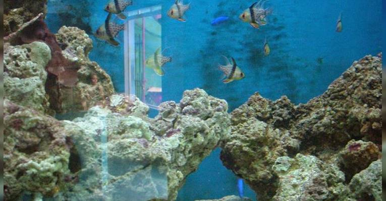 Аквариум Mactan Island Aquarium