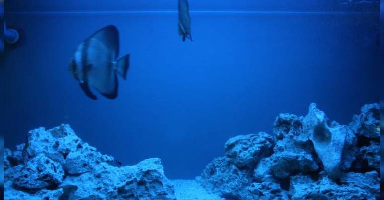 Аквариум Mactan Island Aquarium