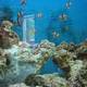 Аквариум Mactan Island Aquarium