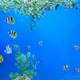 Аквариум Mactan Island Aquarium