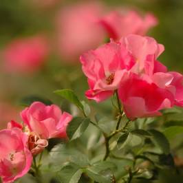 Brooklyn Botanic Garden