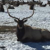 National Elk Refuge