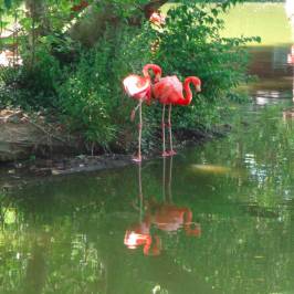 St. Louis Zoo