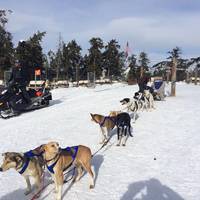 Krabloonik Dogsled Rides