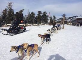 Krabloonik Dogsled Rides