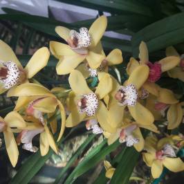 Missouri Botanical Garden