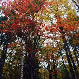 Sugarbush Farm