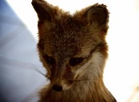 National Wildlife Visitor Center