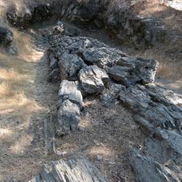 Petrified Forest