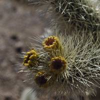 Cholla Cactus Garden