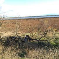 Don Edwards San Francisco Bay Wildlife Refuge